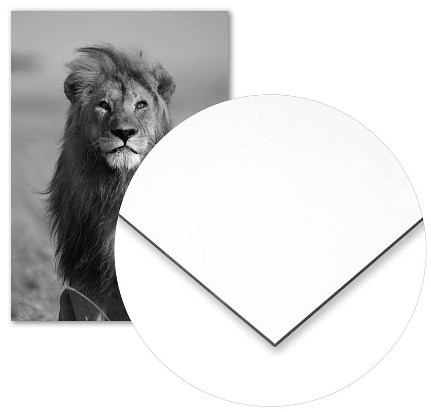 African Lion - @manuelramos