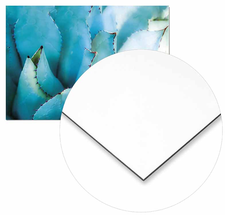 Agave Leaves - @germanvalle