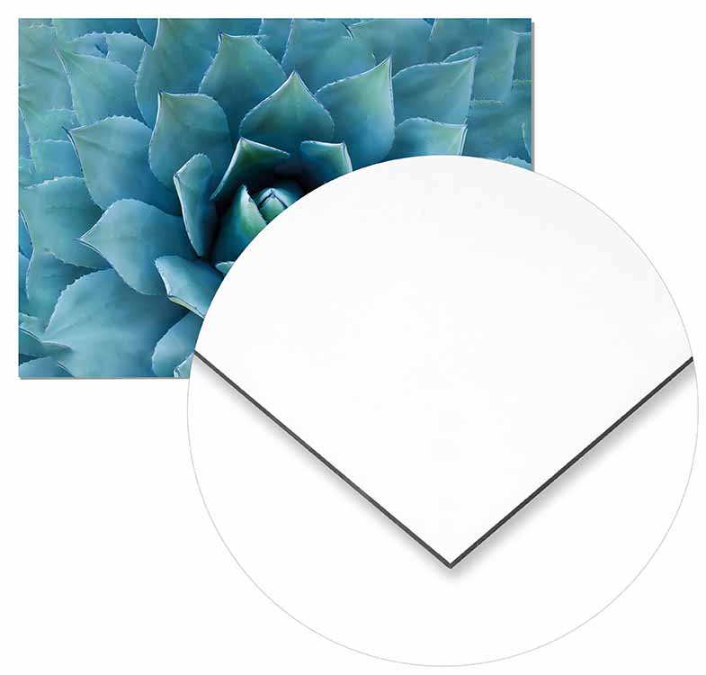 Agave Plant - @germanvalle