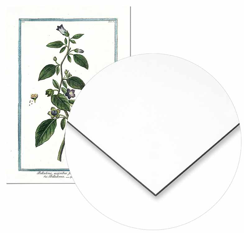 Belladonna Botanical Illustration - @germanvalle