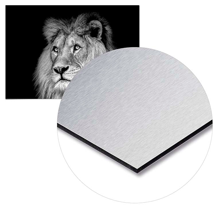 Black and White Lion - @manuelramos