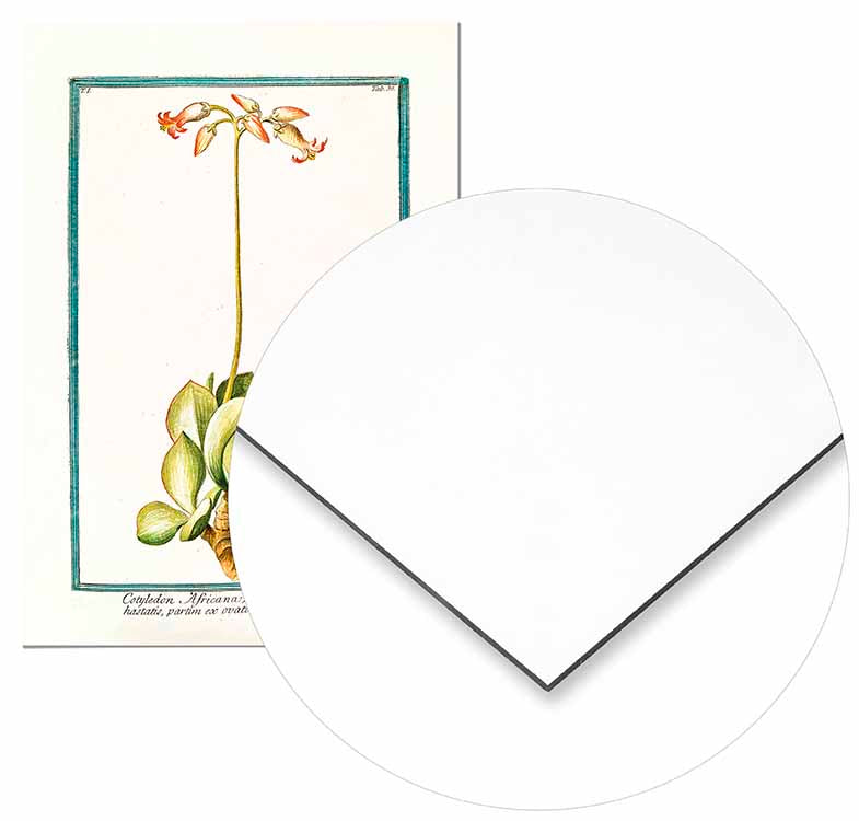 Cotyledon Botanical Illustration - @germanvalle