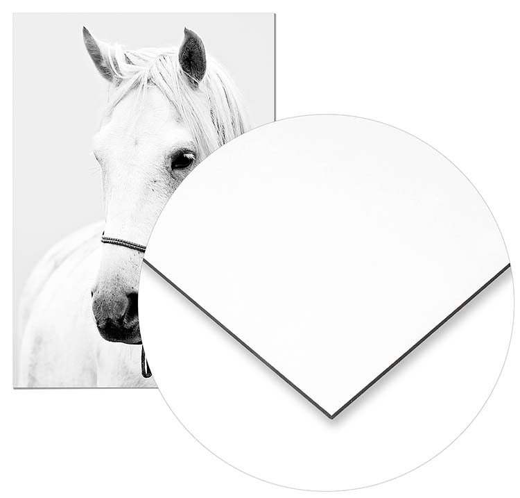 Horse - @manuelramos