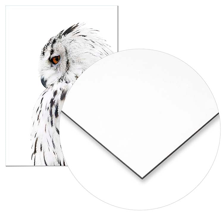 Owl Left Profile - @manuelramos