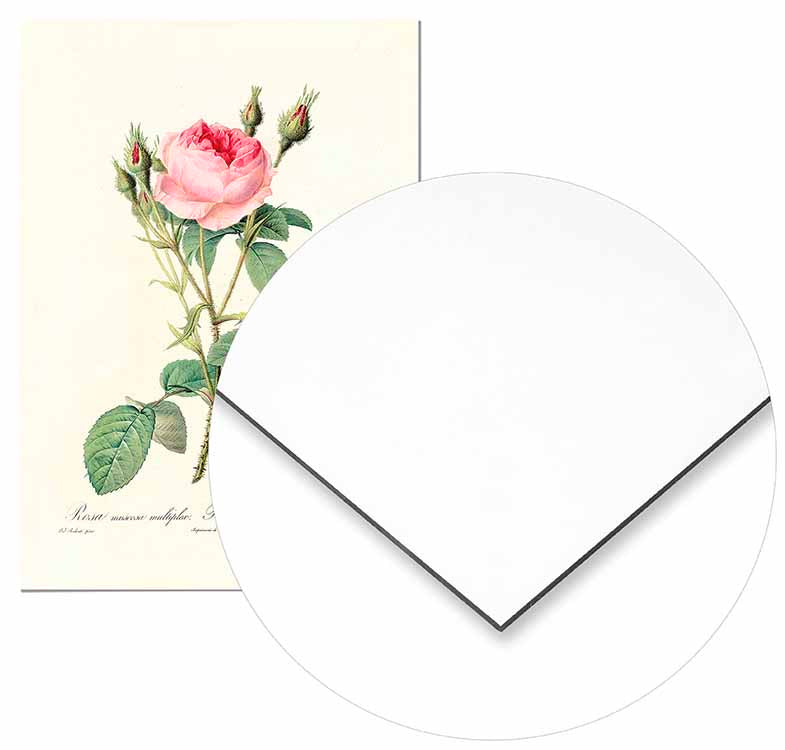 Pink Vintage Rose - @germanvalle