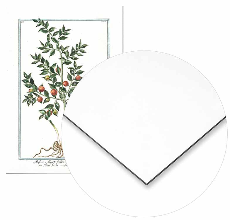 Ruscus Botanical Illustration - @germanvalle