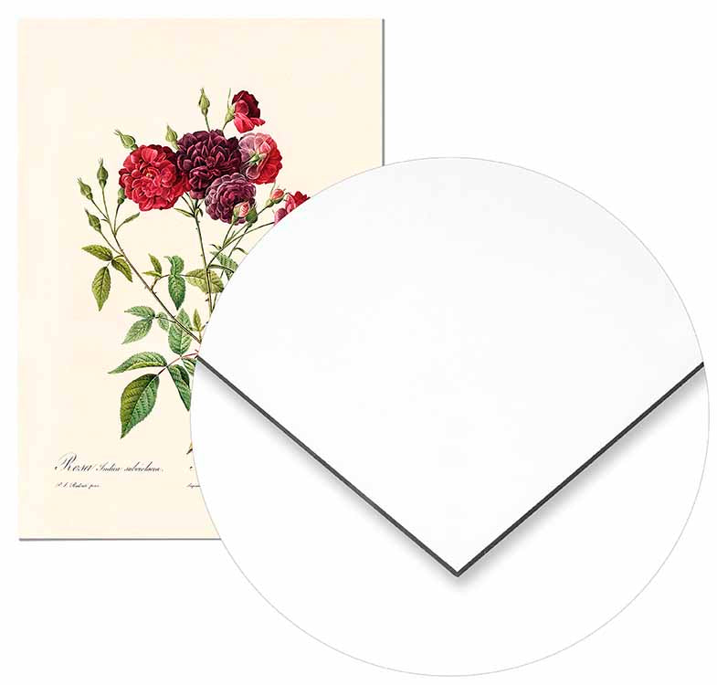 Vintage Burgundy Rose - @germanvalle