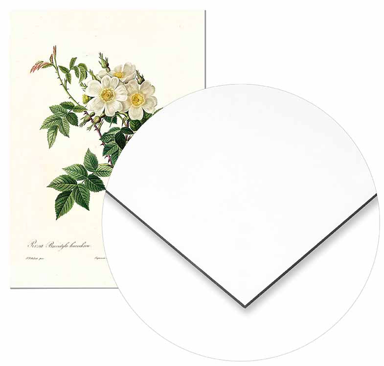 Vintage White Rose - @germanvalle