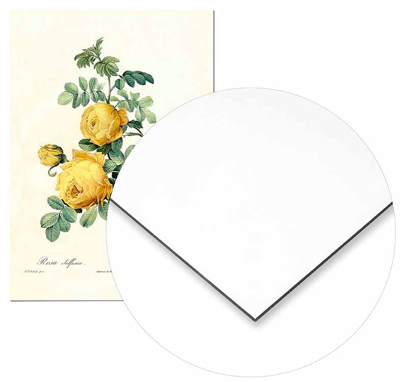 Vintage Yellow Rose - @germanvalle