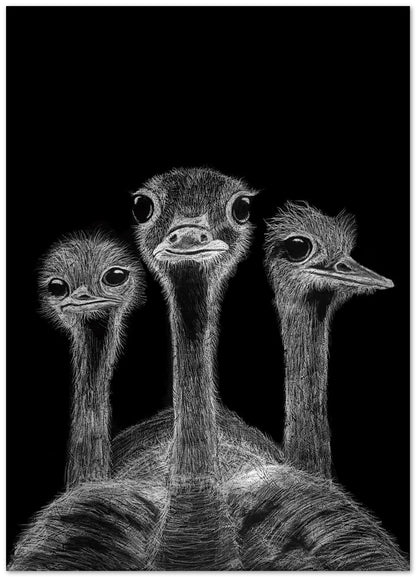 The Ostriches - @Windriani