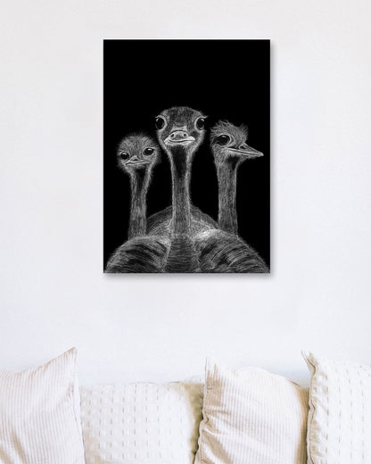 The Ostriches - @Windriani