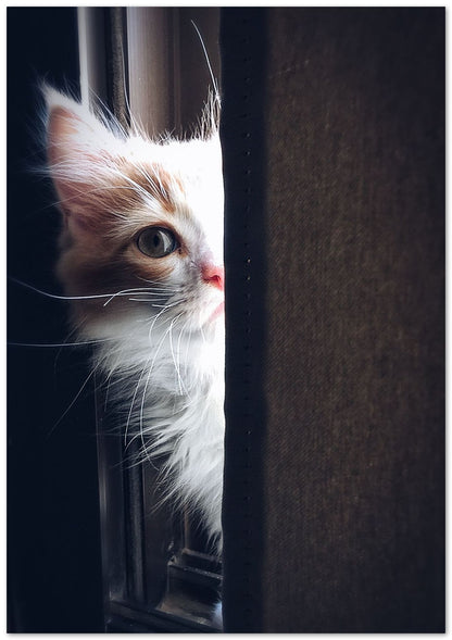 Cat_pussy - @Aziz