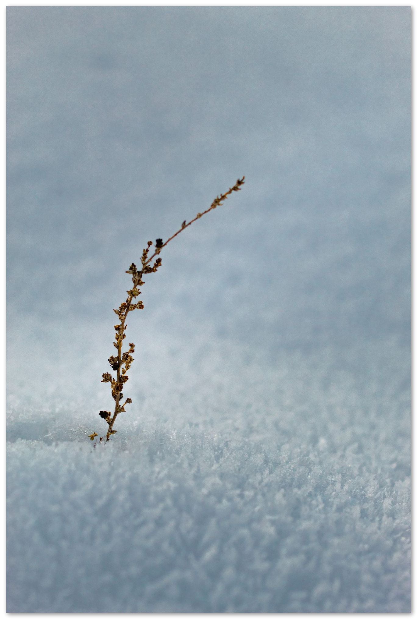 Planta creciendo en el frio de la nieve - @filmload