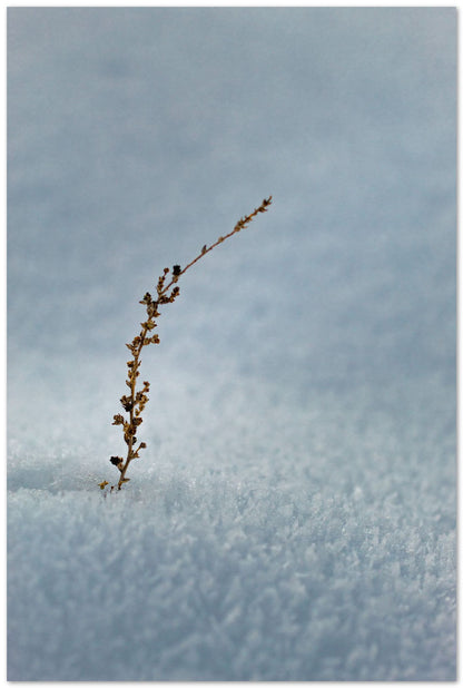 Planta creciendo en el frio de la nieve - @filmload