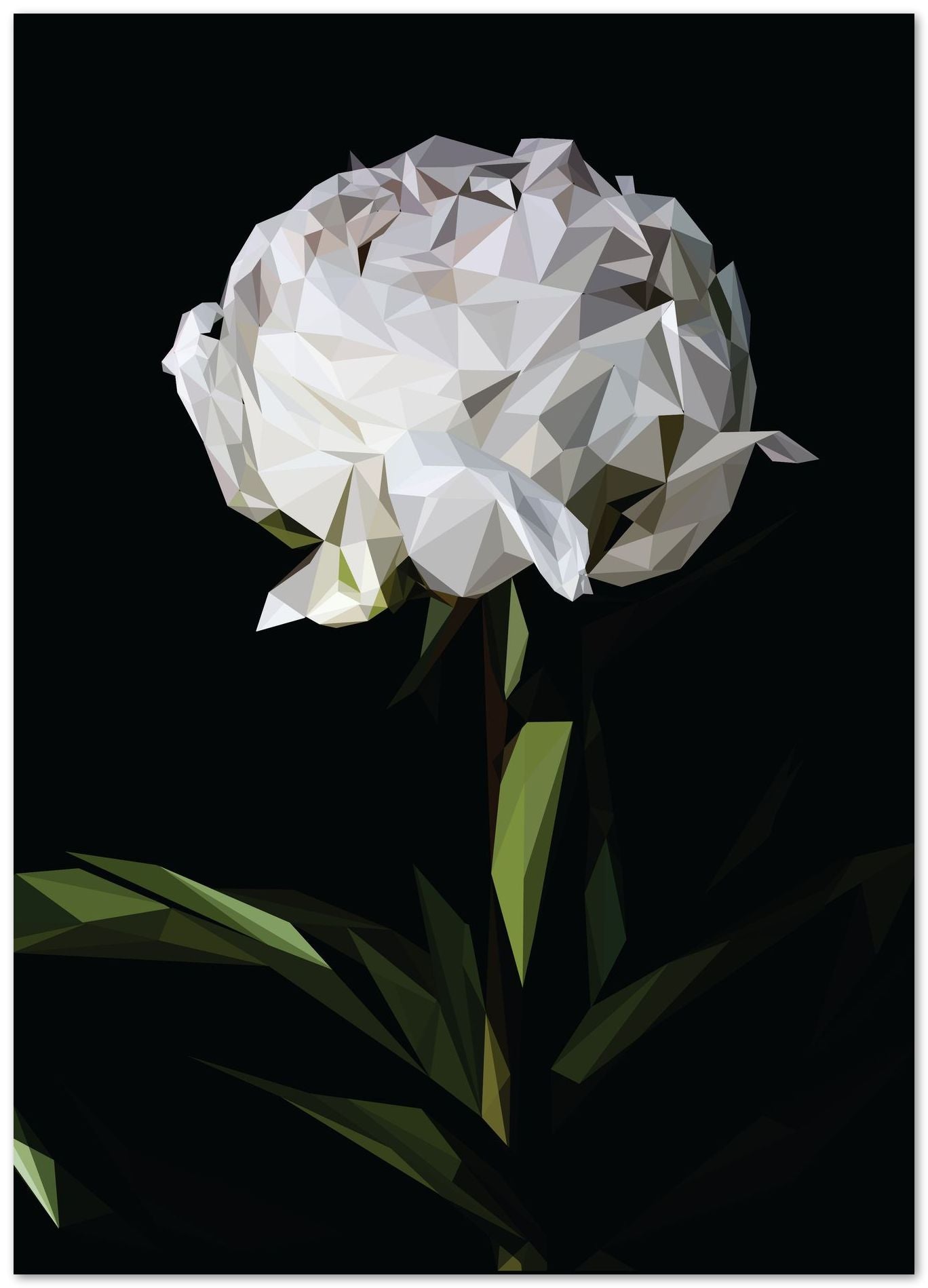 white roses flower - @Artnesia