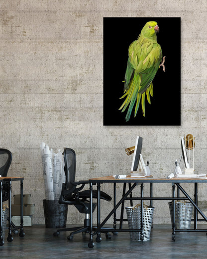 parrots bird - @Artnesia