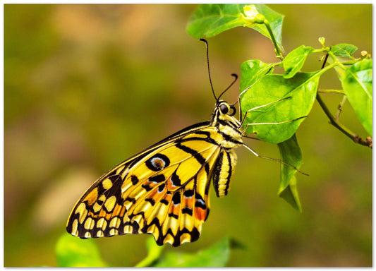 Yellow butterfly perched on a leaf - @ColorizeStudio