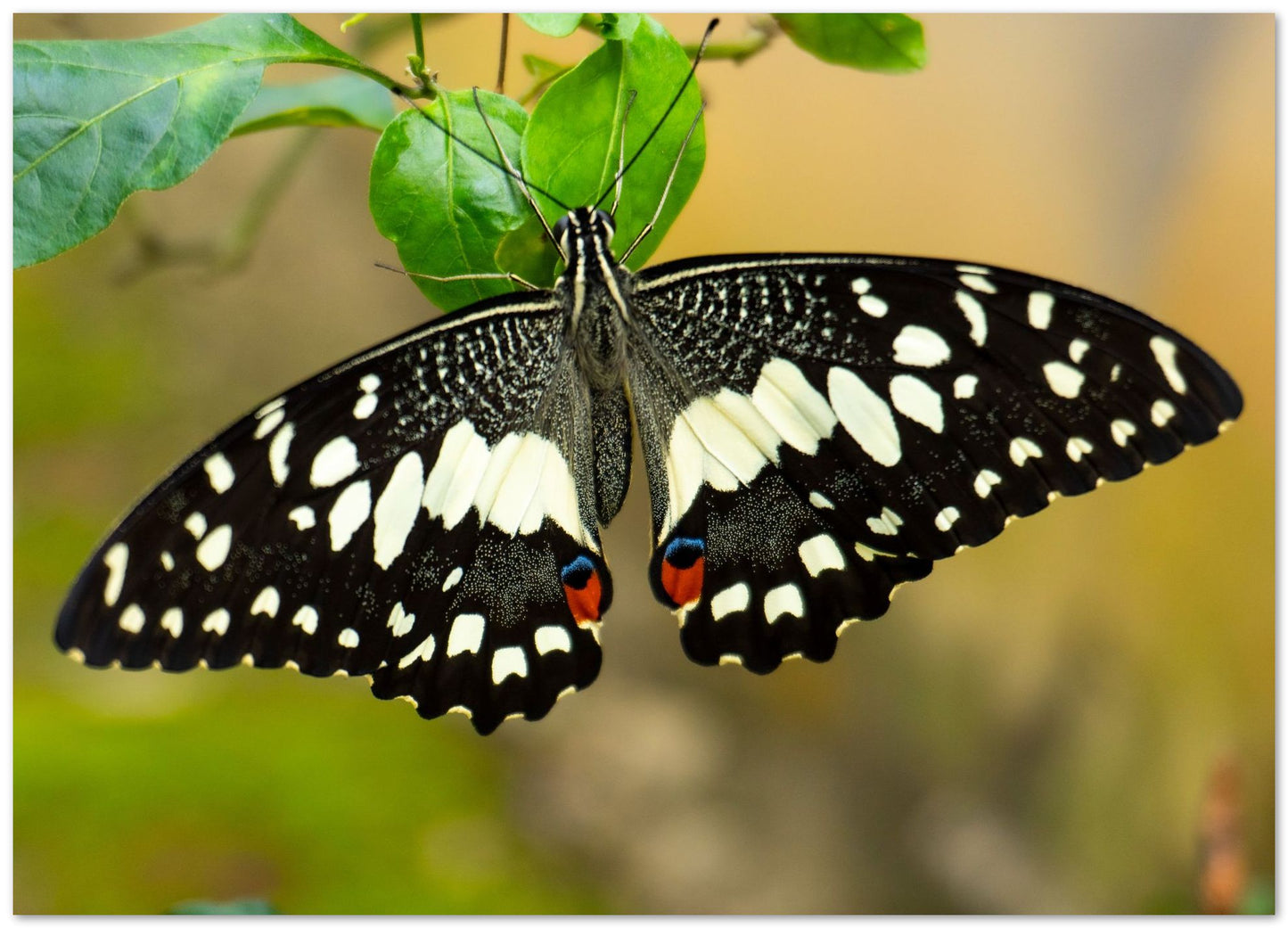 Black butterfly flapping its wings perched on a leaf - @ColorizeStudio
