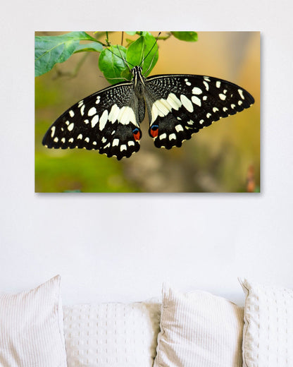 Black butterfly flapping its wings perched on a leaf - @ColorizeStudio