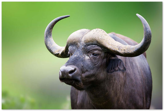 African buffalo Portrait - @chusna