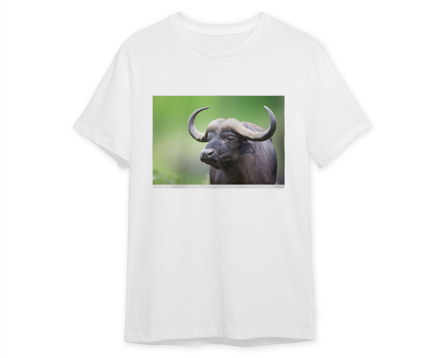 African buffalo Portrait - @chusna