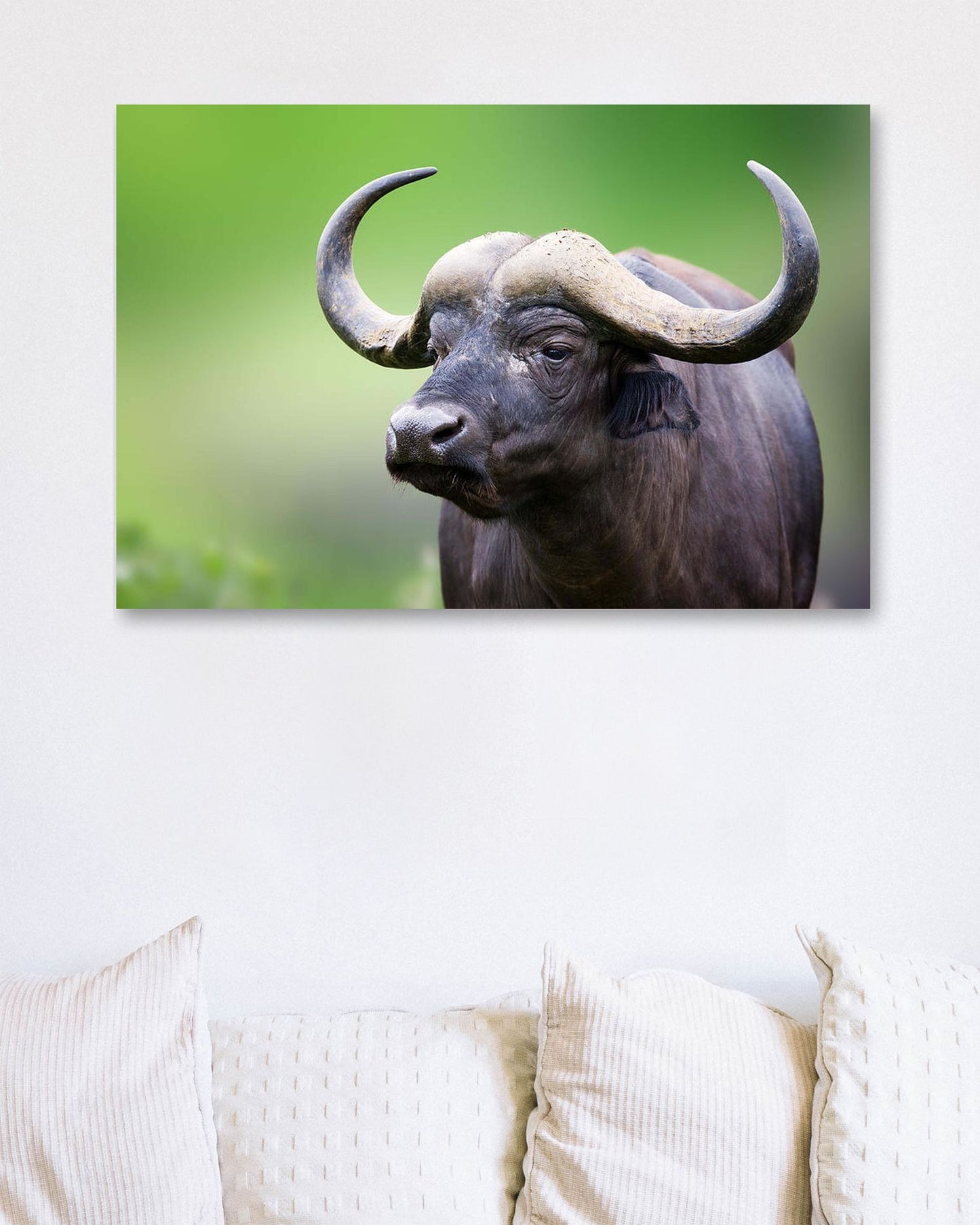 African buffalo Portrait - @chusna