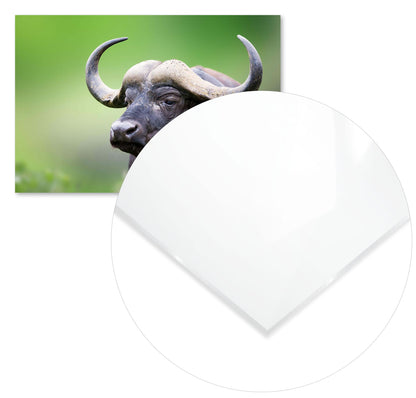 African buffalo Portrait - @chusna