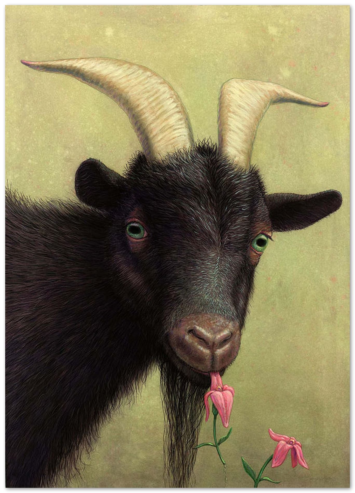 A Black Goat enjoying a Pink Flower - @chusna