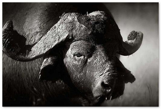 African buffalo bull  - @chusna