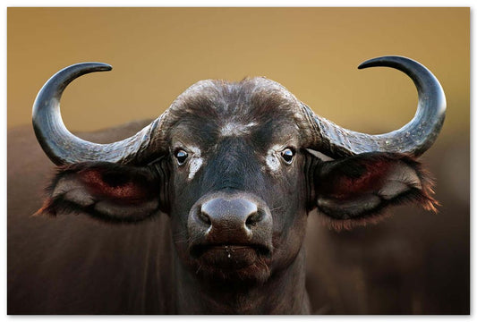 African buffalo Cow Portrait - @chusna