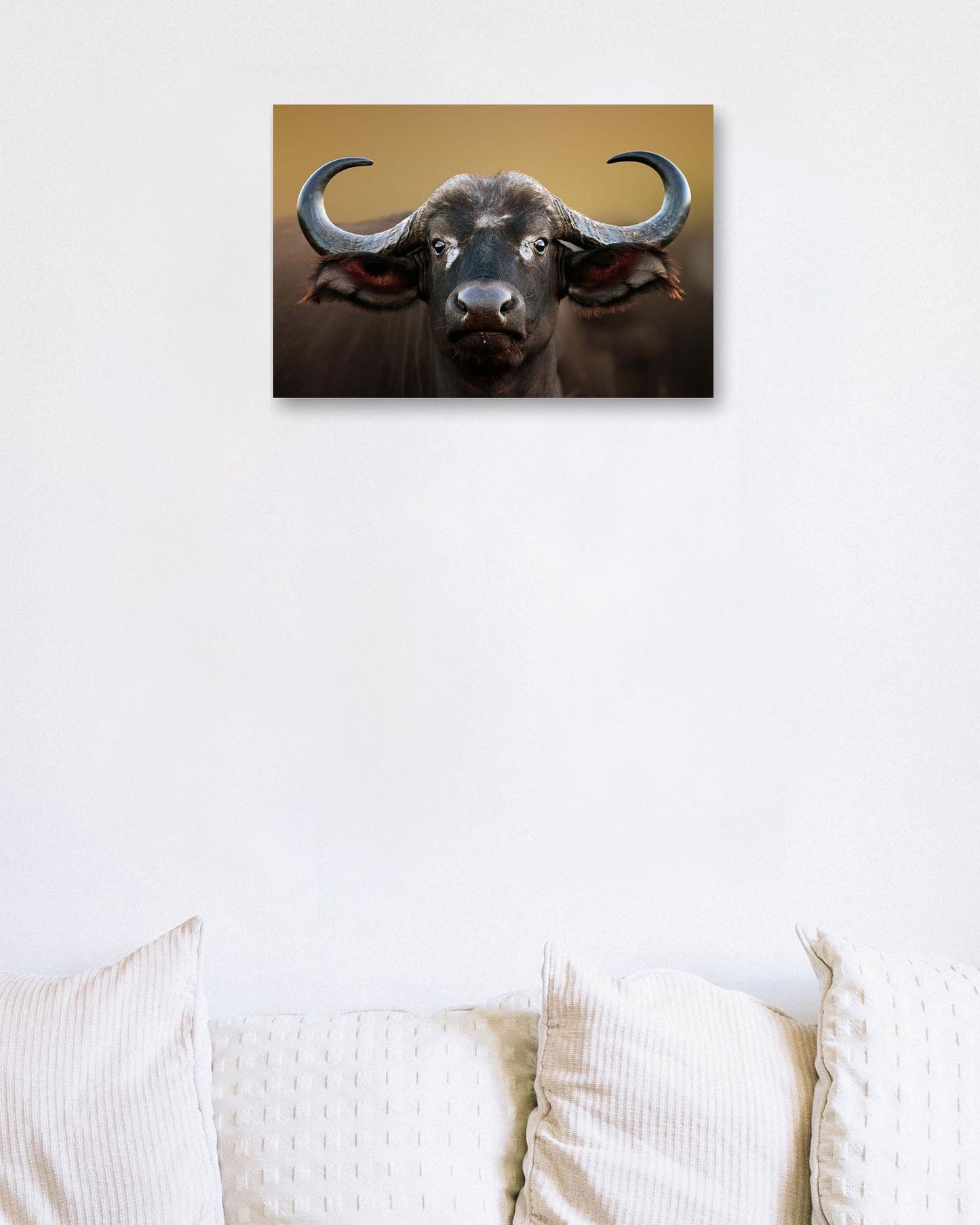 African buffalo Cow Portrait - @chusna