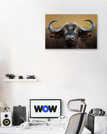 African buffalo Cow Portrait - @chusna