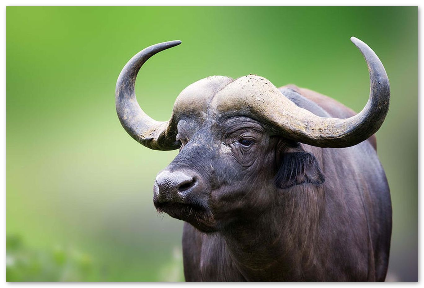 African buffalo Portrait 1 - @chusna