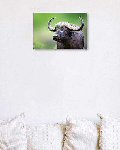 African buffalo Portrait 1 - @chusna