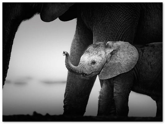 Baby Elephant  1 - @chusna