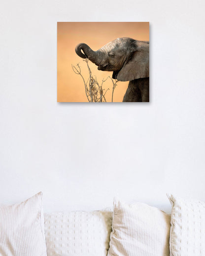 Baby elephant 2 - @chusna