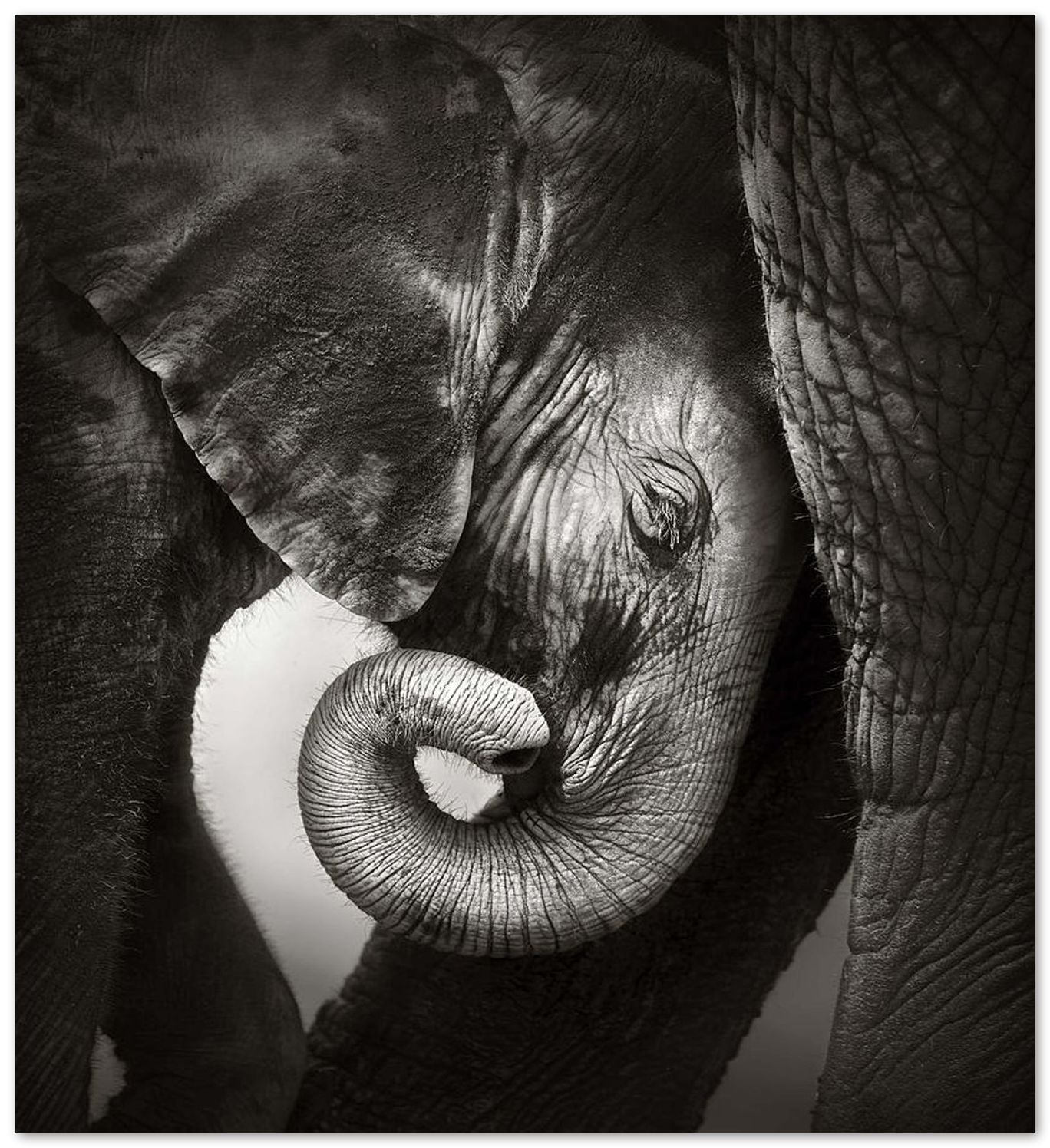 Baby elephant 4 - @chusna
