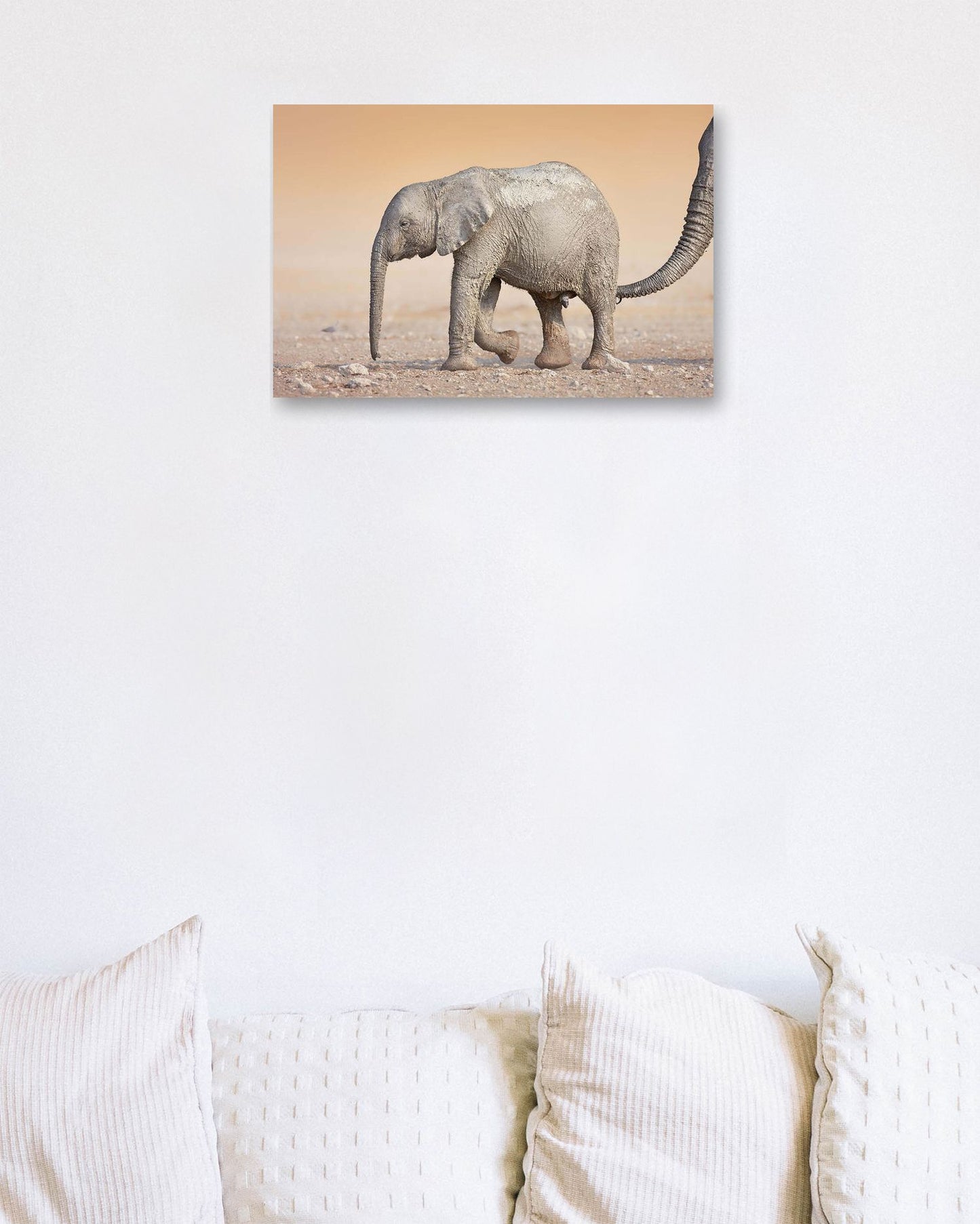 Baby elephant 5 - @chusna