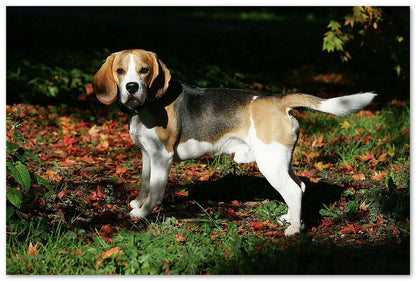 Beagle - @chusna