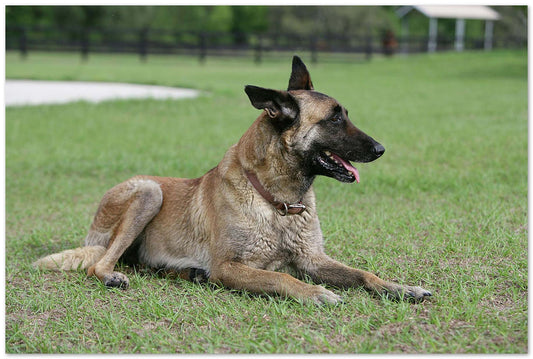 Belgian Malanois Shepherd - @chusna