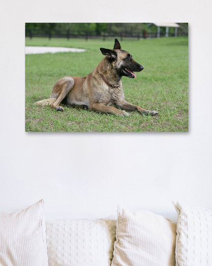 Belgian Malanois Shepherd - @chusna