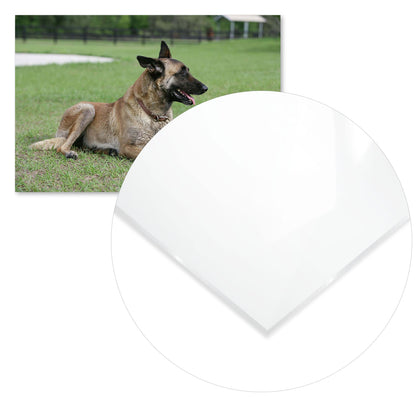 Belgian Malanois Shepherd - @chusna