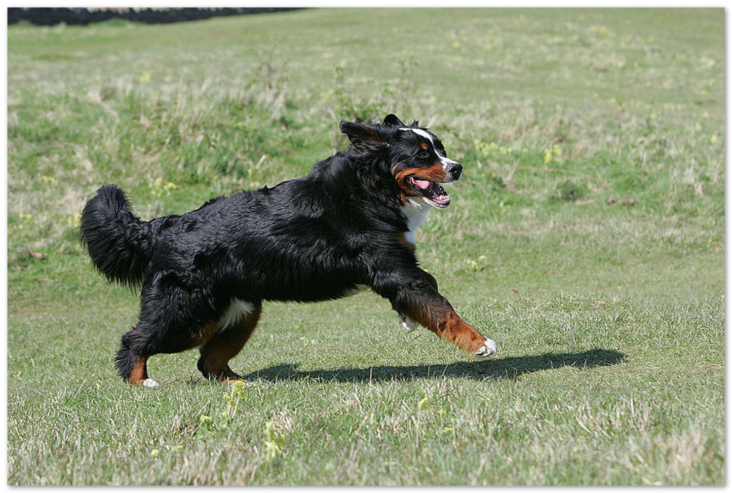 Bernese Mountain Dog  - @chusna