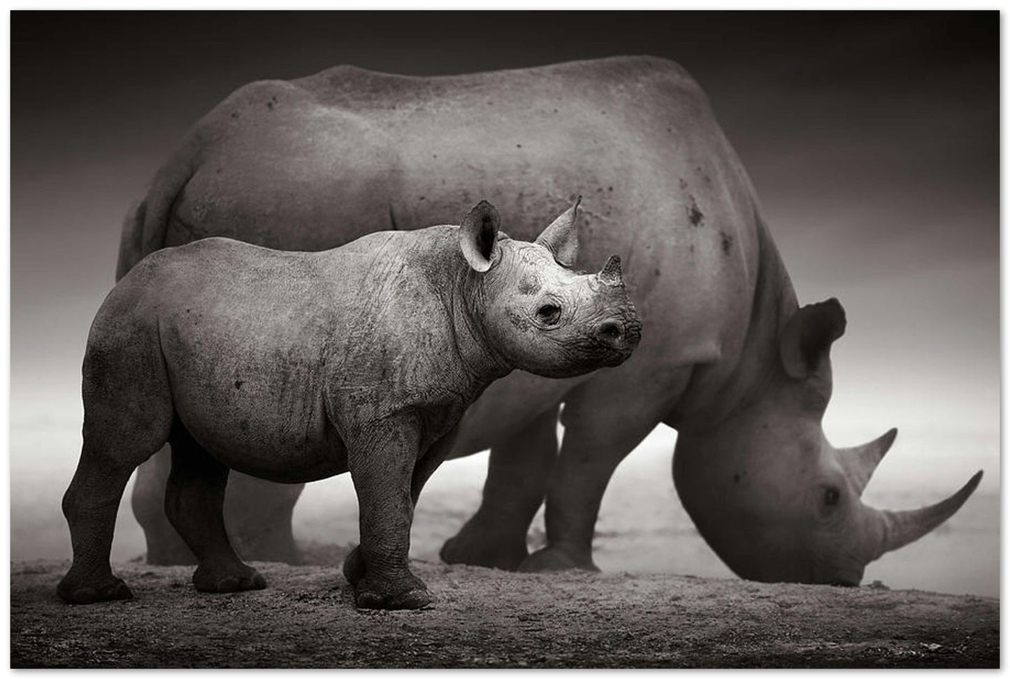 Black Rhinoceros baby and cow - @chusna