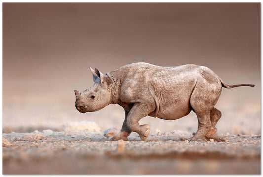 Black Rhinoceros baby running - @chusna