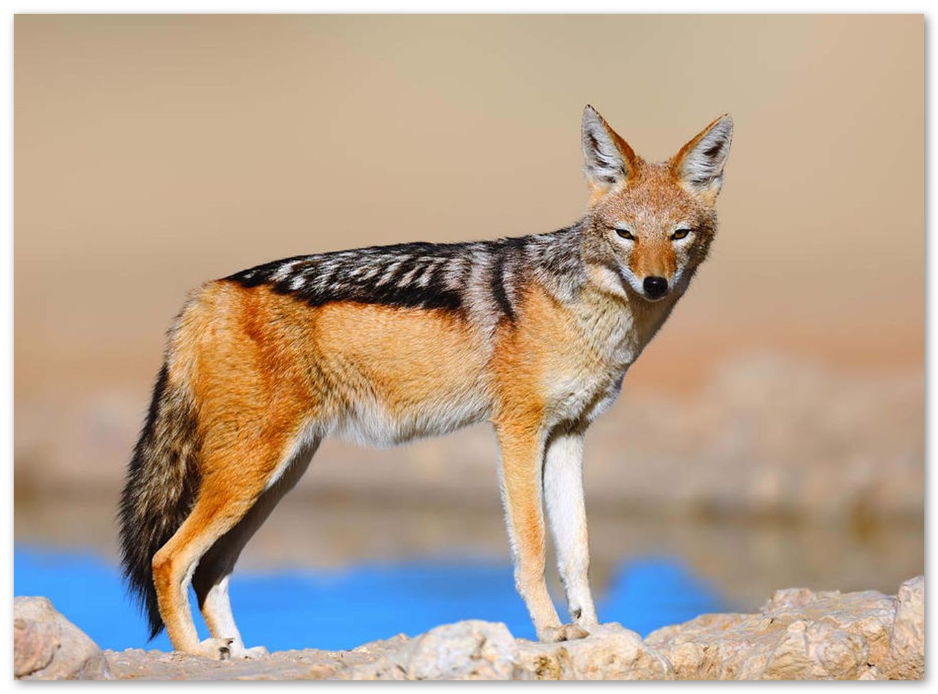 Black-backed jackal - @chusna