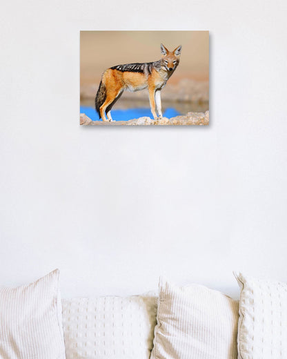 Black-backed jackal - @chusna