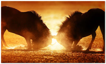 Blue wildebeest dual in dust - @chusna