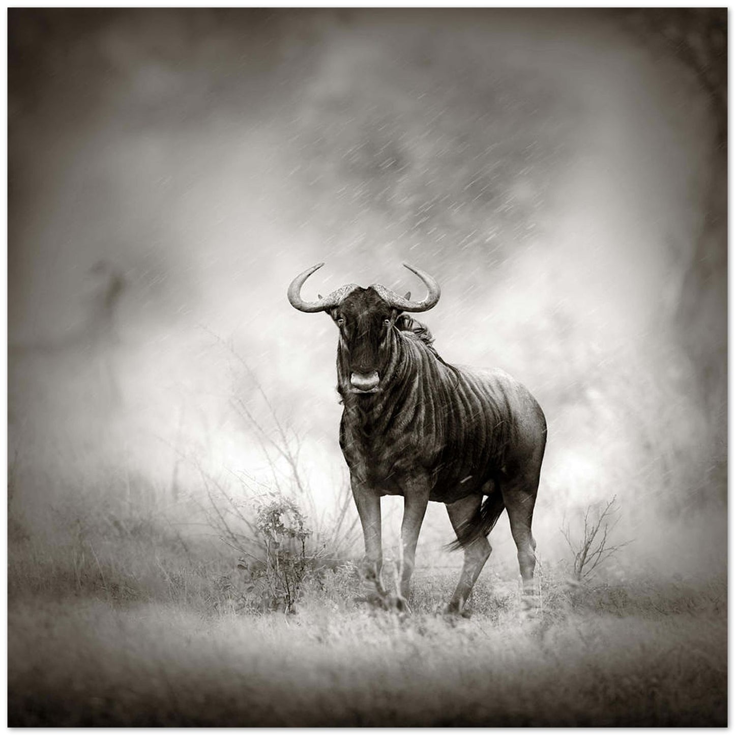 Blue Wildebeest in rainstorm - @chusna
