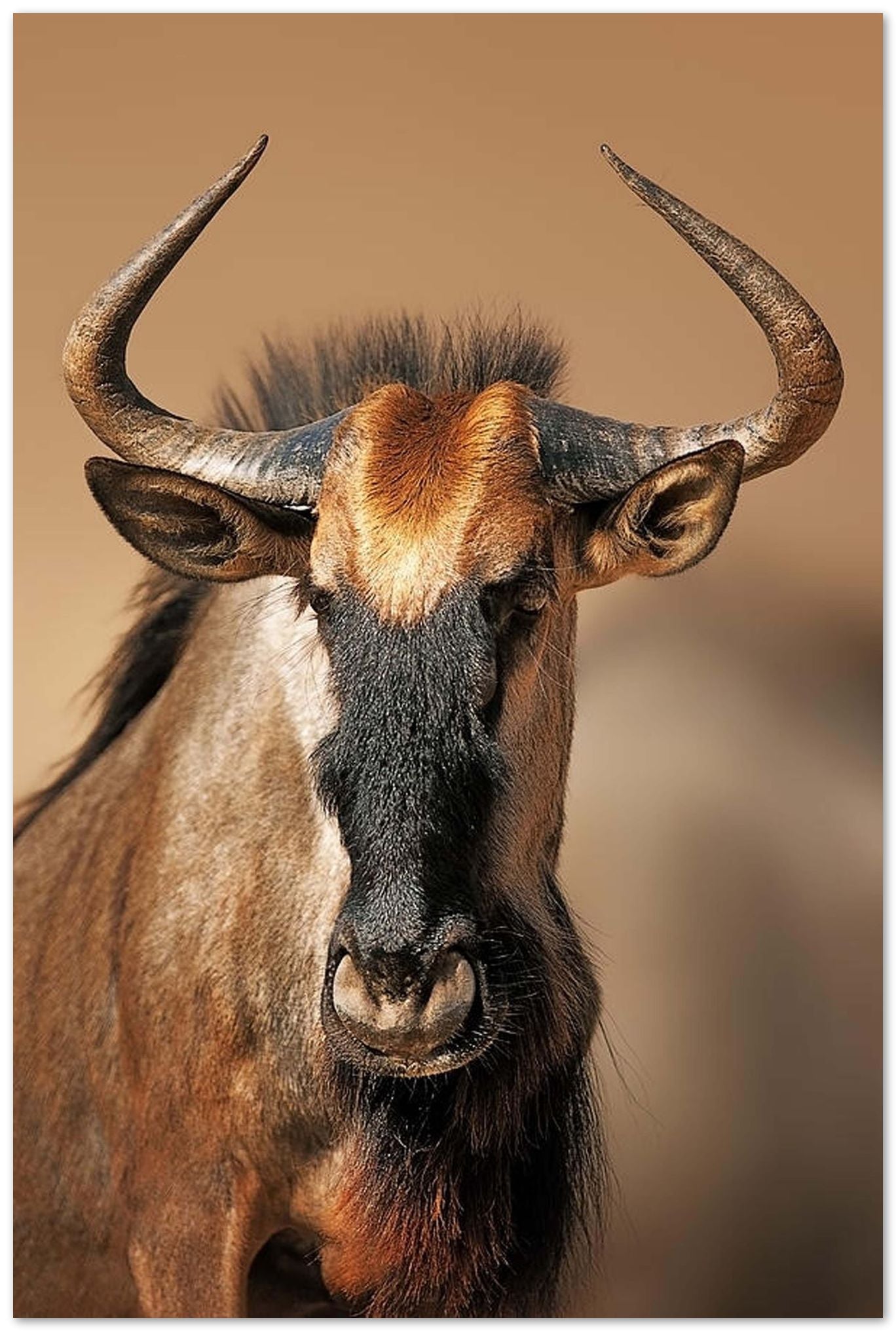 Blue wildebeest portrait - @chusna